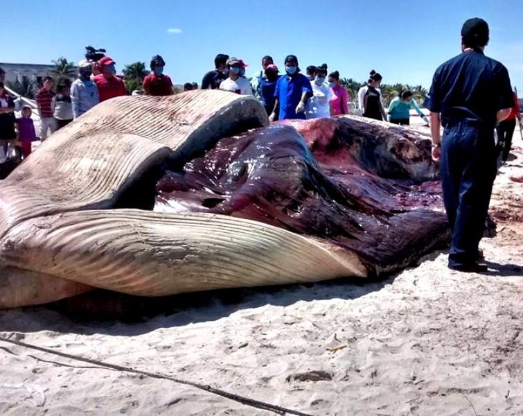 Realizan necropsia a ballena de Progreso Realizan necropsia a ballena de Progreso