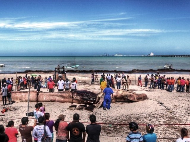En tres días sabrán qué le pasó a la ballena En tres días sabrán qué le pasó a la ballena