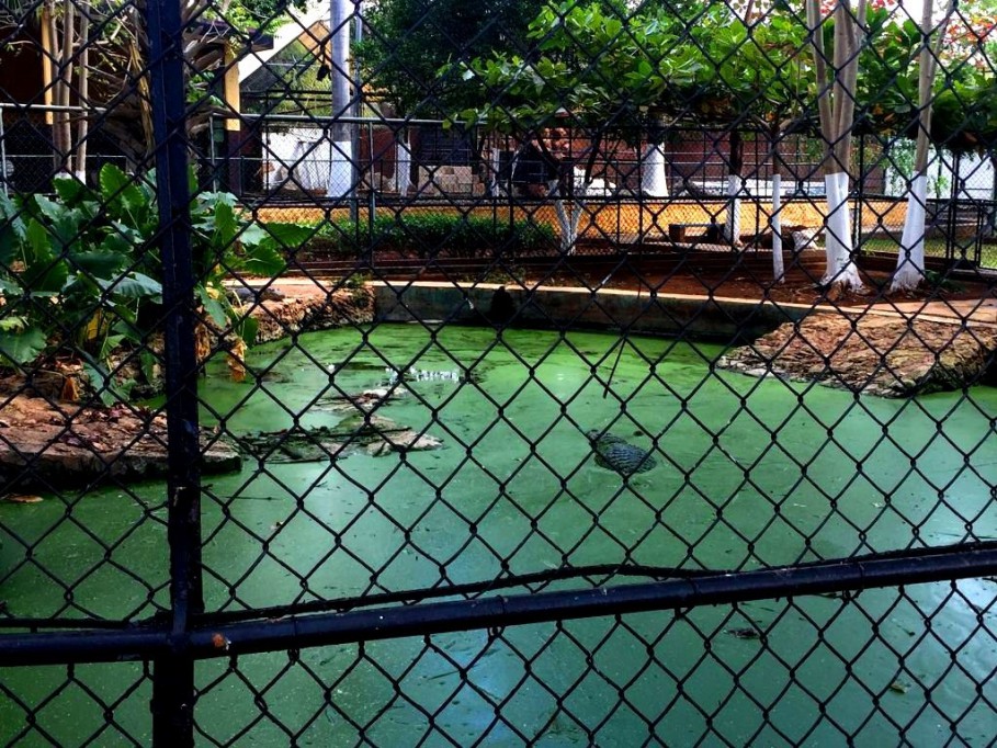 Profepa asegura siete cocodrilos en Mérida Profepa asegura siete cocodrilos en Mérida