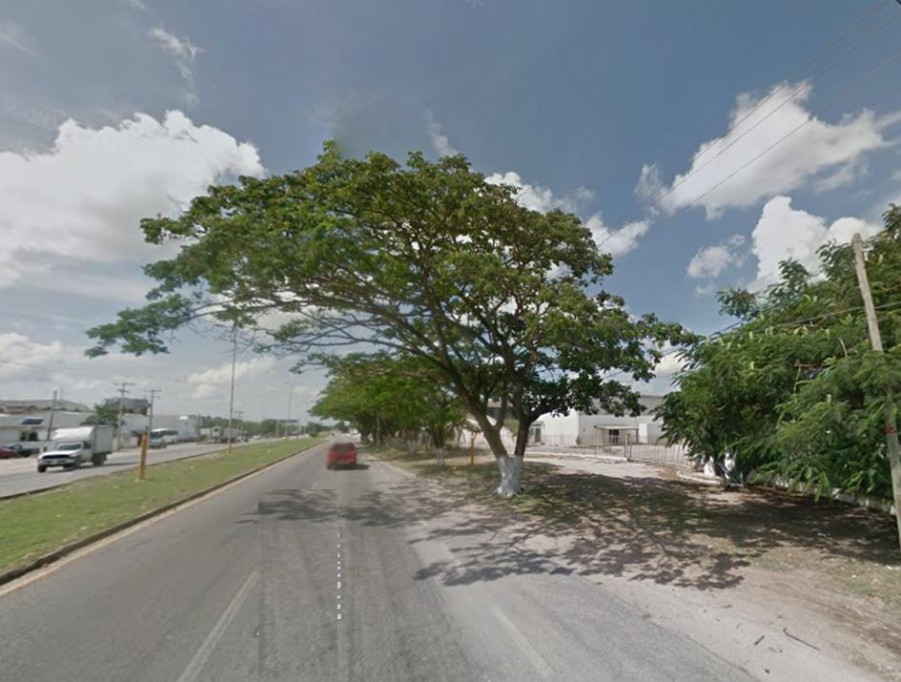 Talan nueve árboles en la Mérida-Umán Talan nueve árboles en la Mérida-Umán