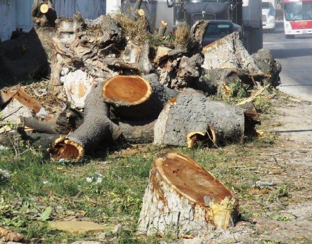 No otorgamos permisos para tala de árboles: Seduma No otorgamos permisos para tala de árboles: Seduma