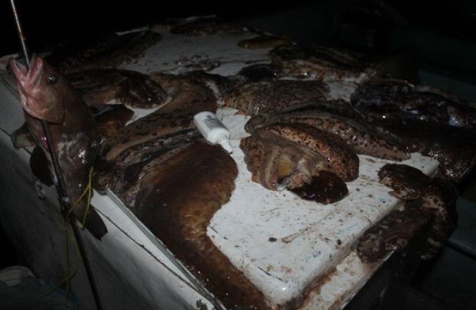 Detienen a 7 pepineros furtivos y aseguran dos lanchas, en San Felipe Detienen a 7 pepineros furtivos y aseguran dos lanchas, en San Felipe