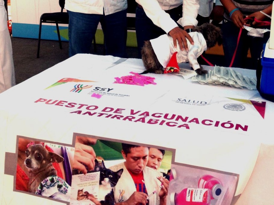 Realizan vacunación antirrábica en Umán Realizan vacunación antirrábica en Umán