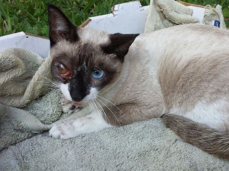 Buscan al dueño de un gato atropellado Buscan al dueño de un gato atropellado