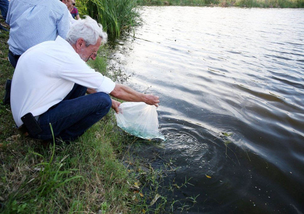 Combatirán el Aedes Aegyti con peces Combatirán el Aedes Aegyti con peces