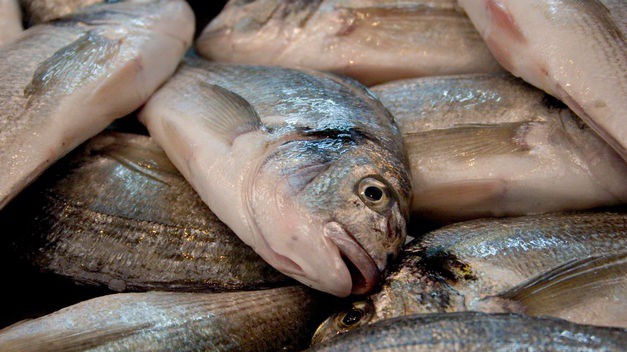 Regalarán pescado fresco a familias de Sucilá Regalarán pescado fresco a familias de Sucilá