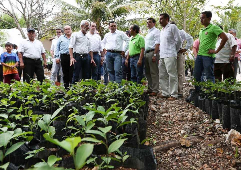 Inauguran procesadora de ramón en Chocholá Inauguran procesadora de ramón en Chocholá