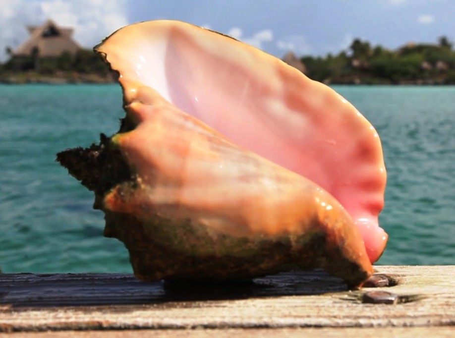 El caracol rosado en veda, desde hace 15 años El caracol rosado en veda, desde hace 15 años