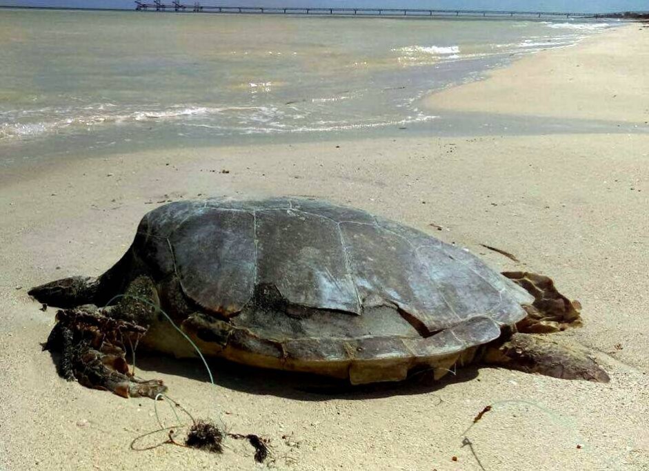 Turistas matan a una tortuga Turistas matan a una tortuga