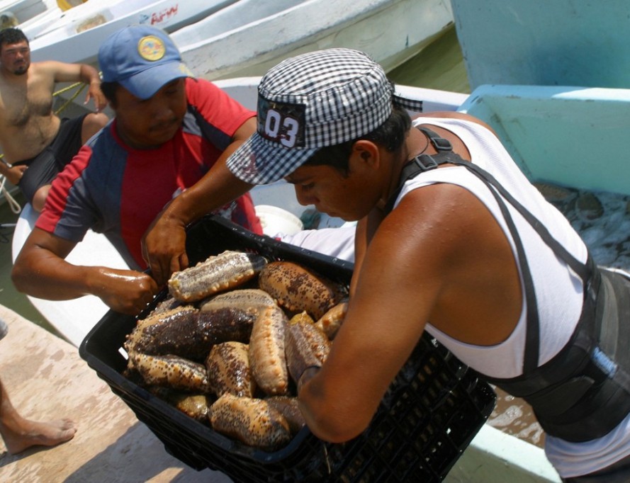 Podrían suspender la temporada de pepino de mar Podrían suspender la temporada de pepino de mar