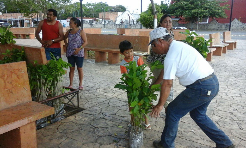 Reparten 10 mil árboles en Sucilá Reparten 10 mil árboles en Sucilá