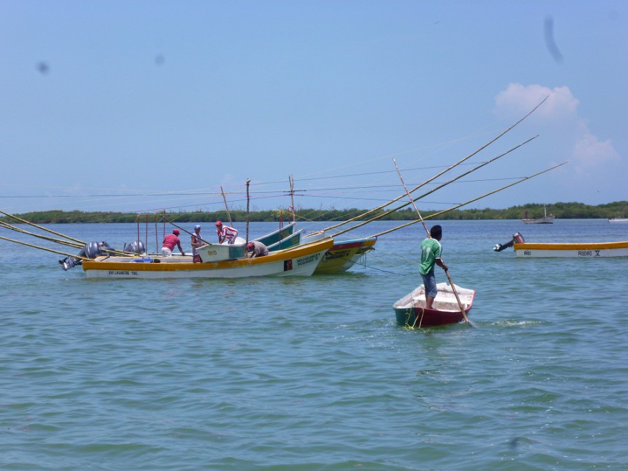 RIO LAGARTOS: Sigue sin precio el kilo del pulpo.\r\n RIO LAGARTOS: Sigue sin precio el kilo del pulpo.\r\n