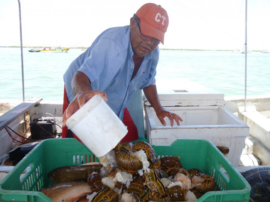 RIO LAGARTOS: Triste panorama ante la pesca del pulpo por no establecerse un precio.\r\n RIO LAGARTOS: Triste panorama ante la pesca del pulpo por no establecerse un precio.\r\n