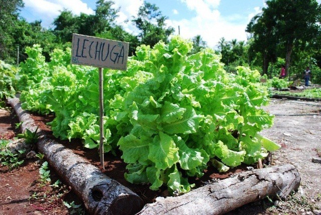 La sequía no es problema para horticultores La sequía no es problema para horticultores