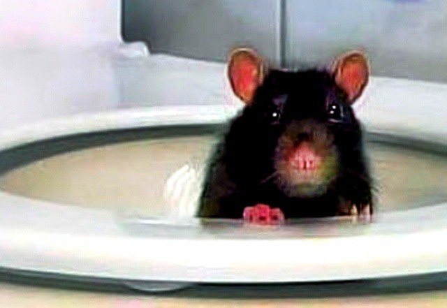Lo muerde una rata, ¡mientras hacía del baño! Lo muerde una rata, ¡mientras hacía del baño!