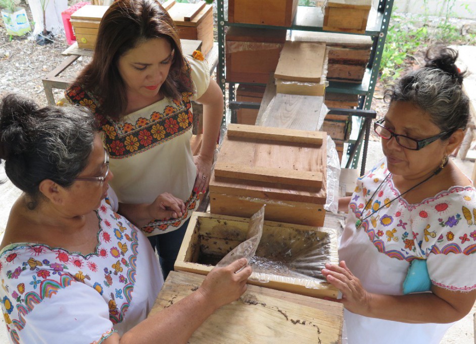 Mujeres desarrollan meliponicultura en Xcunyá Mujeres desarrollan meliponicultura en Xcunyá