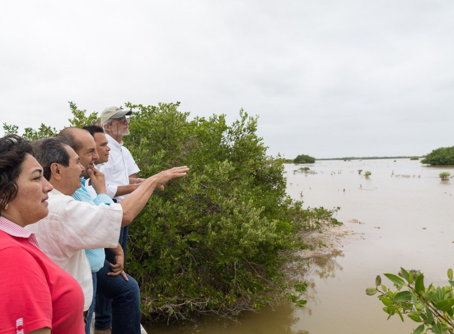 Avanza conservación de manglar en Yucatán Avanza conservación de manglar en Yucatán
