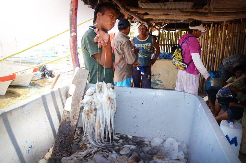 RIO LAGARTOS: Incierta la pesca del pulpo.\r\n RIO LAGARTOS: Incierta la pesca del pulpo.\r\n