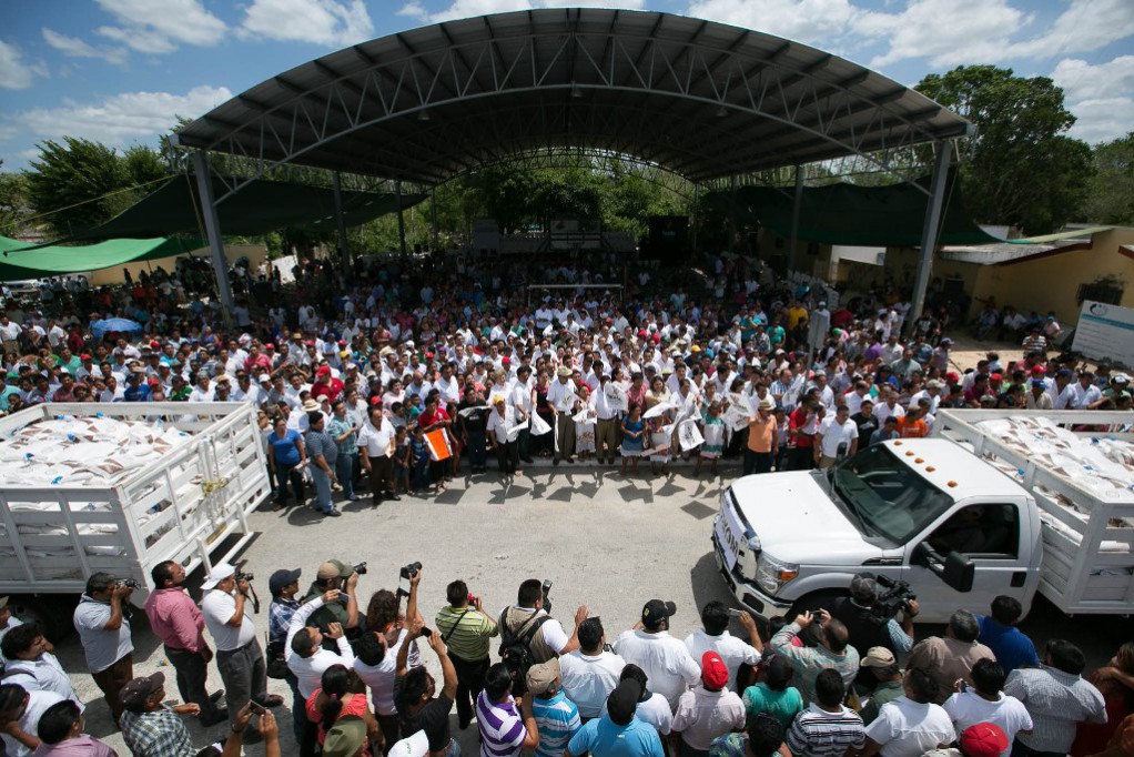 Cultivan maíz certificado en Yucatán Cultivan maíz certificado en Yucatán
