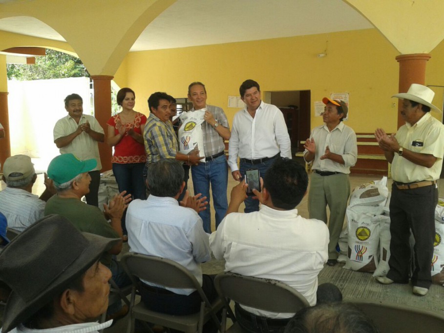 Distribuyen maíz certificado a agricultores de Tizimín Distribuyen maíz certificado a agricultores de Tizimín
