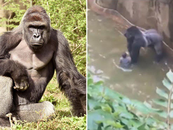 Polémica por la muerte de Harambe Polémica por la muerte de Harambe