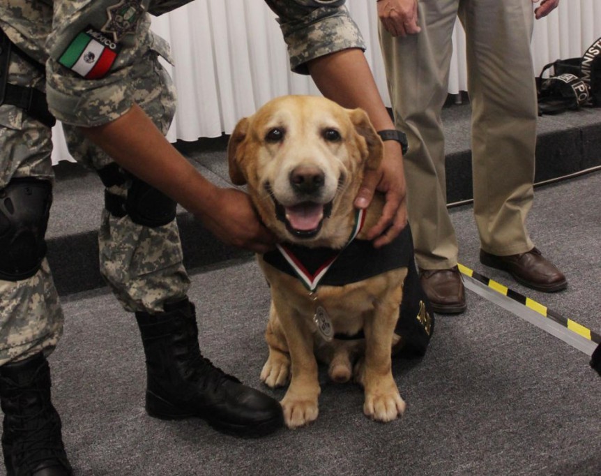 Jubilan a Amir, tras 10 años en el K9 Jubilan a Amir, tras 10 años en el K9