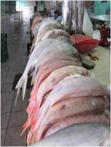 Esperan buena venta del pulpo en el Lucas de Gálvez Esperan buena venta del pulpo en el Lucas de Gálvez