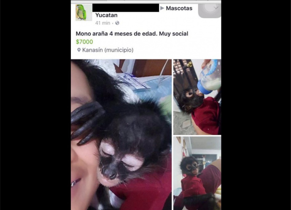 Venden animales exóticos por internet Venden animales exóticos por internet
