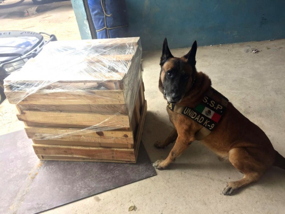 K9 asegura cannabis y un arma de fuego K9 asegura cannabis y un arma de fuego