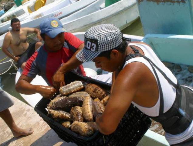 Aún no definen temporada de pepino de mar Aún no definen temporada de pepino de mar