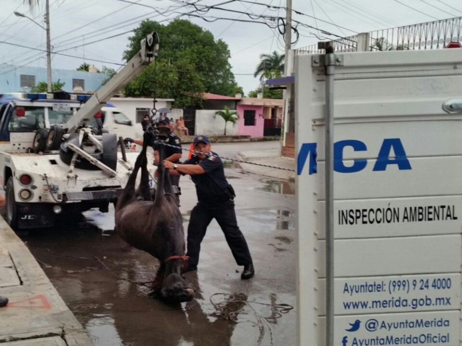 Muere un caballo en la Francisco I. Madero Muere un caballo en la Francisco I. Madero