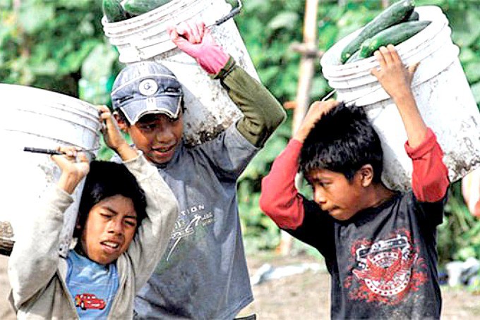 Más de 40 mil niños trabajan en Yucatán Más de 40 mil niños trabajan en Yucatán