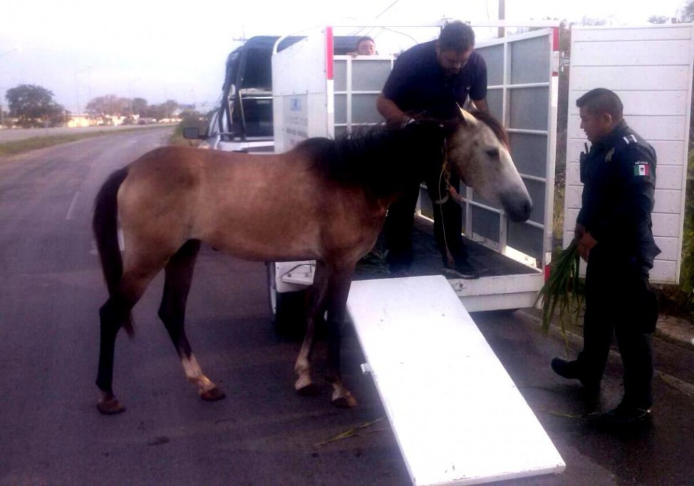 Rescatan a caballo sin dueño Rescatan a caballo sin dueño