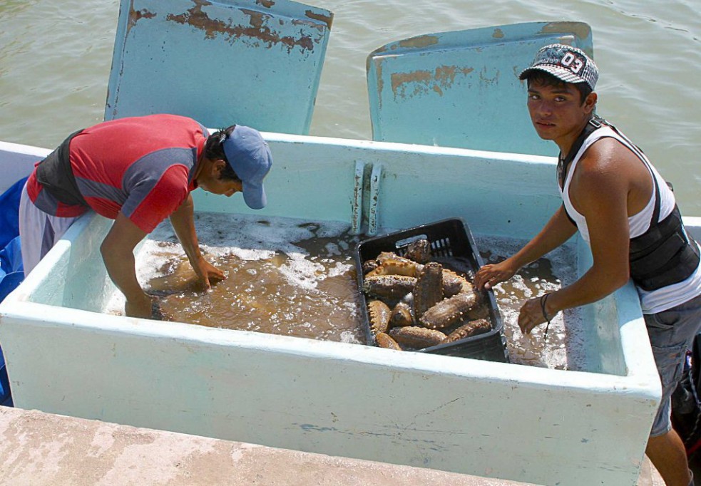 Temporada de pepino de mar dejó 4 muertos Temporada de pepino de mar dejó 4 muertos
