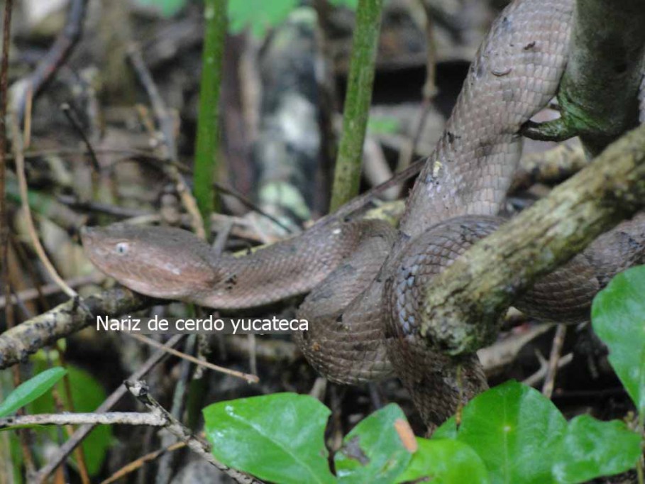 Aumentan los casos por mordedura de serpiente Aumentan los casos por mordedura de serpiente