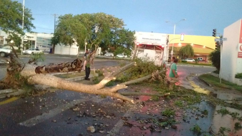 Lluvia deja árboles caídos y calles inundadas Lluvia deja árboles caídos y calles inundadas
