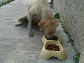 TIZIMIN: Brindarán apoyo a albergue para perros callejeros.\r\n TIZIMIN: Brindarán apoyo a albergue para perros callejeros.\r\n