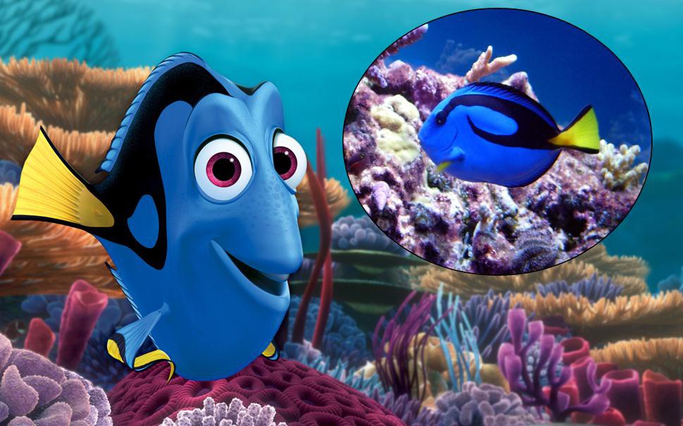 Reproducen al pez Dory en cautiverio Reproducen al pez Dory en cautiverio