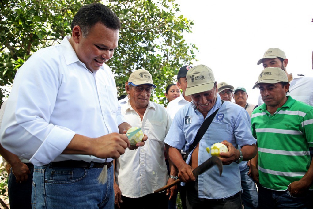 Respaldan la producción de cítricos en Yucatán Respaldan la producción de cítricos en Yucatán