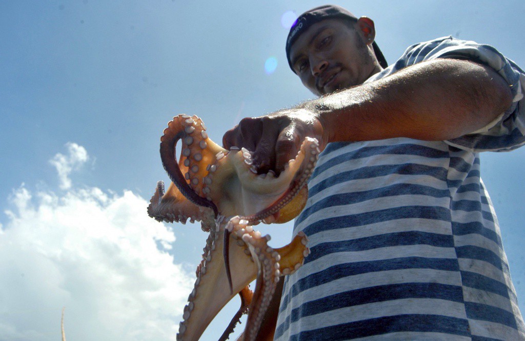 En agosto inicia la captura del pulpo En agosto inicia la captura del pulpo