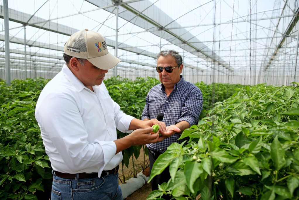 Producción de chile habanero impulsa la agroindustria