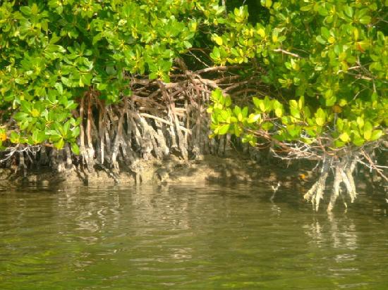 RIO LAGARTOS: Sin control la quemazón en la sabana.\r\n RIO LAGARTOS: Sin control la quemazón en la sabana.\r\n