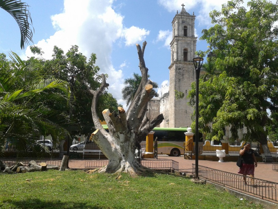 Cortan árbol seco en parque principal de Valladolid Cortan árbol seco en parque principal de Valladolid
