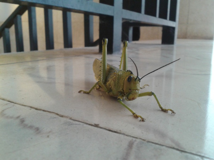 No es peligrosa presencia de saltamontes en Tizimín No es peligrosa presencia de saltamontes en Tizimín