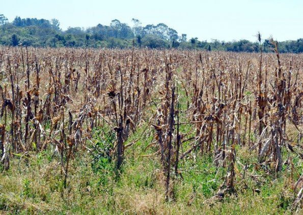 Apoyarán con maíz a agricultores de Sucilá Apoyarán con maíz a agricultores de Sucilá
