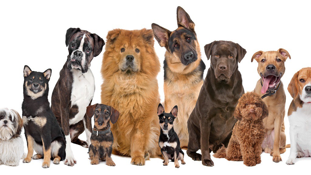 Realizarán Gran Match Canino Realizarán Gran Match Canino