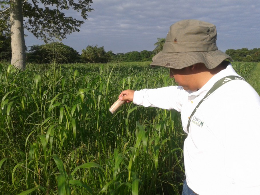 Liberan contra plaga en unidades de sorgo de Tizimín Liberan contra plaga en unidades de sorgo de Tizimín