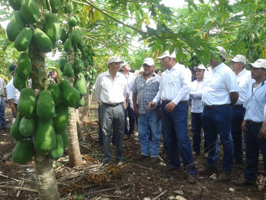 Gracias a caminos sacacosechas se producirá más en Tizimín Gracias a caminos sacacosechas se producirá más en Tizimín