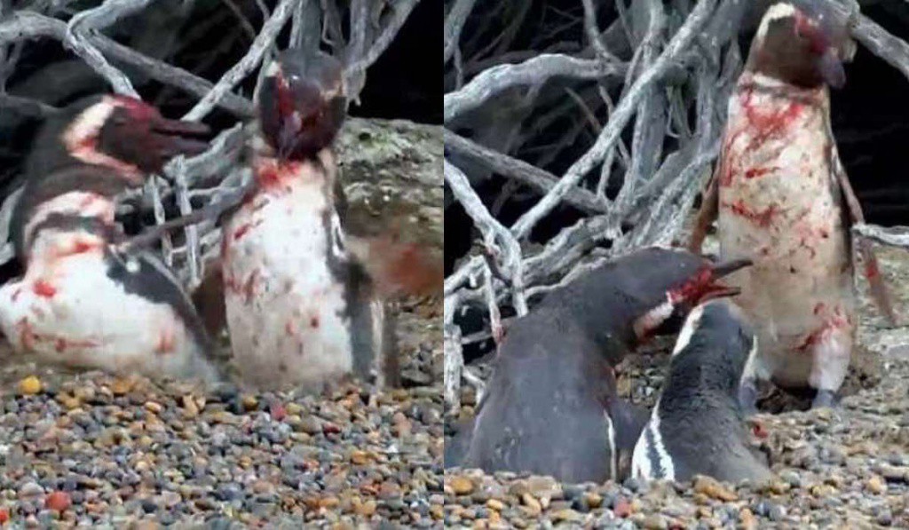 Se viraliza sangrienta pelea entre pingüinos Se viraliza sangrienta pelea entre pingüinos