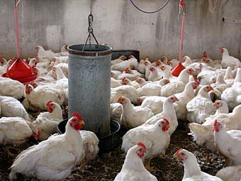 La región sur, tierra privilegiada para la producción avícola La región sur, tierra privilegiada para la producción avícola